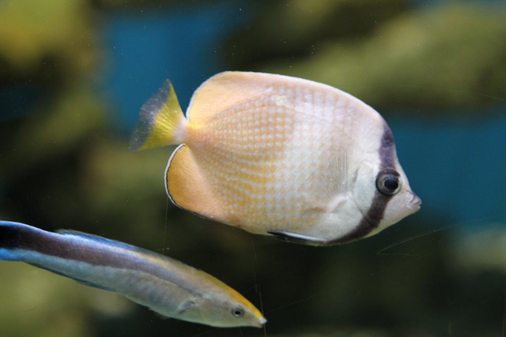 Klein`s Falterfisch (Chaetodon kleinii) am 23.4.2010 im Meeresaquarium Zella-Mehlis. 