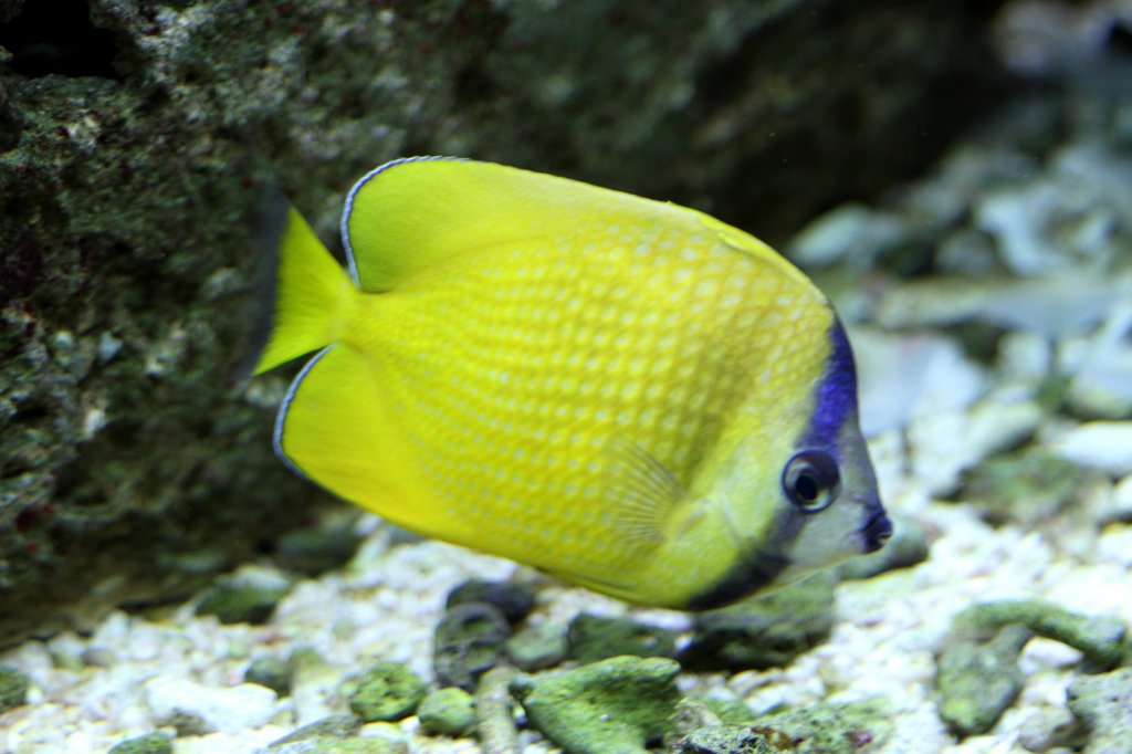 Klein's Falterfisch (Chaetodon kleinii) am 23.4.2010 im Meeresaquarium Zella-Mehlis.