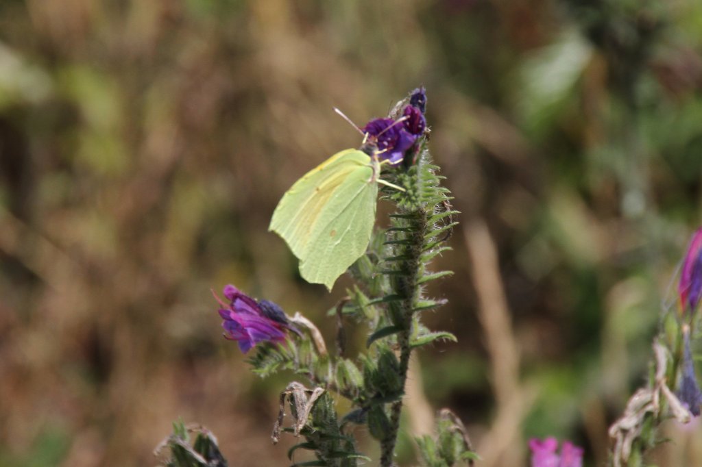 Kleopatra-Falter (Gonepteryx cleopatra) am 16.6.2010 bei Montemor-o-Velho.