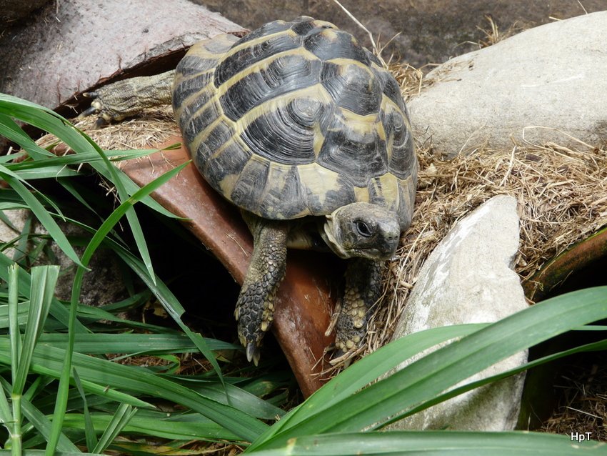 Kletterknig Schildkrte Chrtu unterwegs im Gehege am 20.07.2008