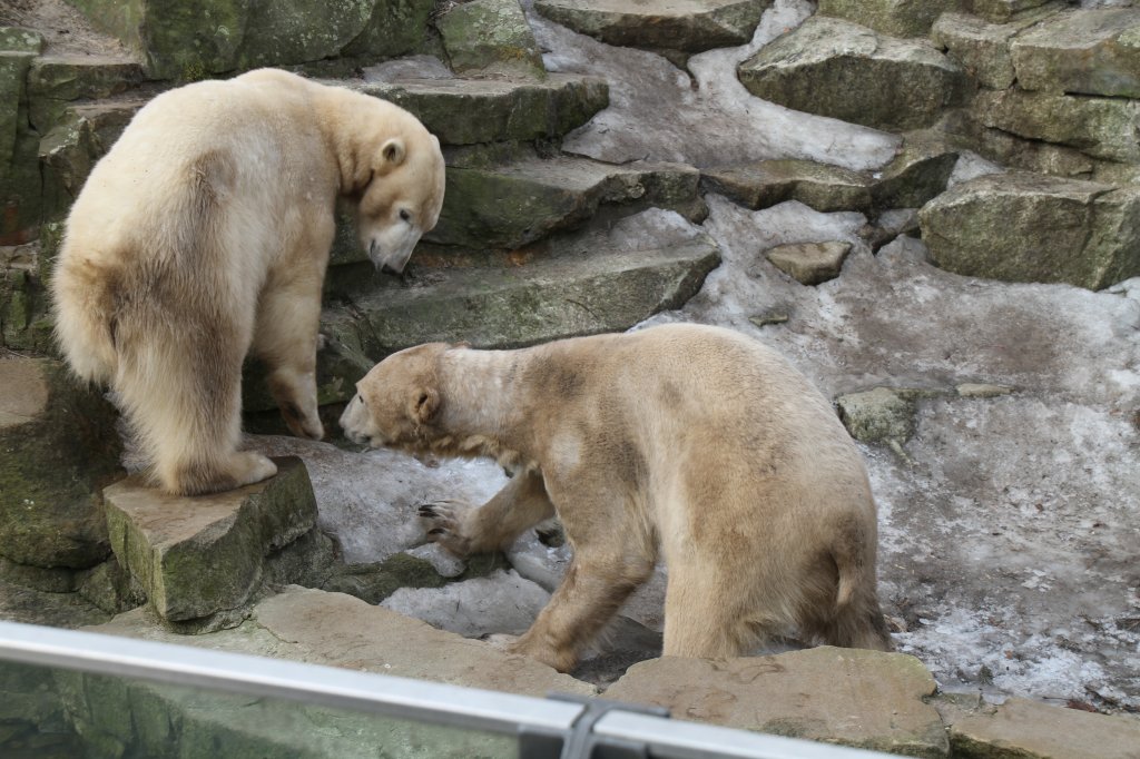 Knut und Gianna am 10.3.2010 im Zoologischen Garten Berlin.