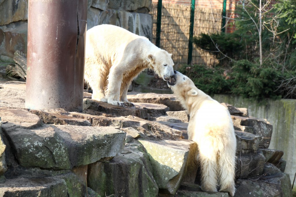 Knut und Gianna beim Flirten. Zoo Berlin am 11.3.2010.