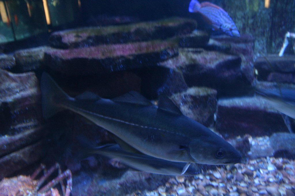 Khler oder Kohlfisch (Pollachius virens) am 12.12.2009 im Zoo-Aquarium Berlin. So sieht der  Seelachs  in lebender Form aus.