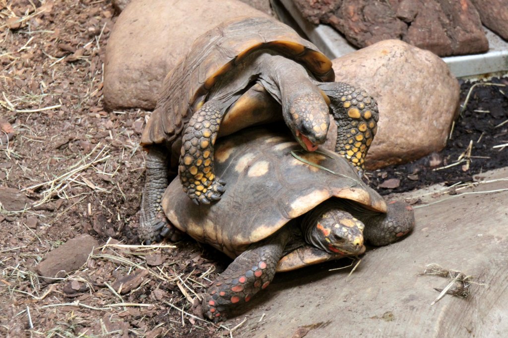 Khlerschildkrten (Chelonoidis carbonaria) am 18.4.2010 im Tierpark Berlin.