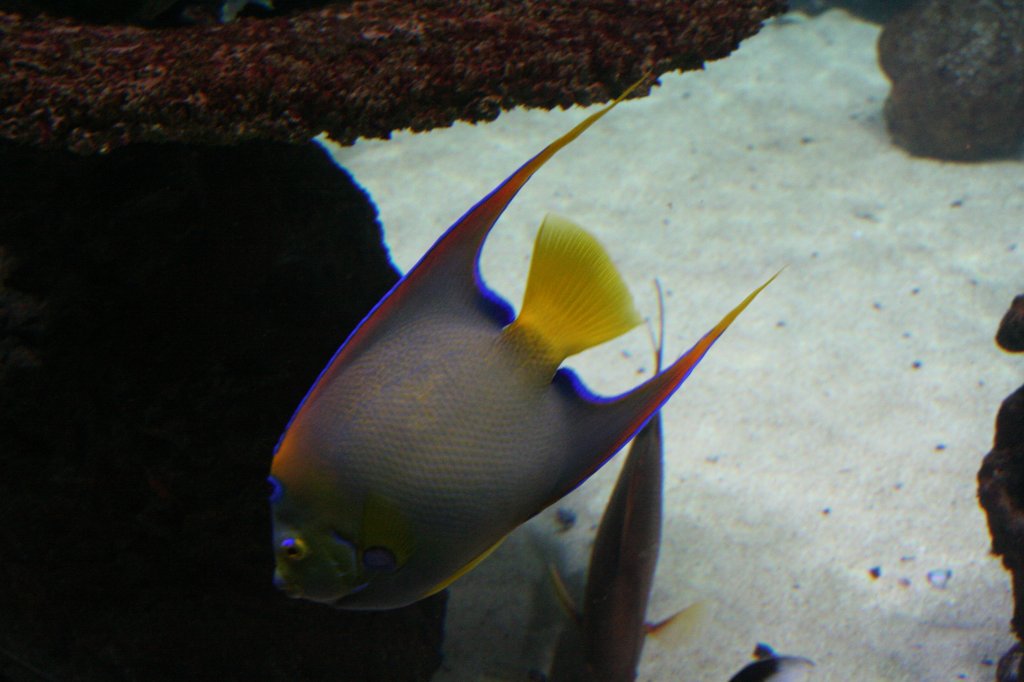 Knigin-Engelfisch (Holacanthus ciliaris) am 12.12.2009 im Aquarium des Berliner Zoos.