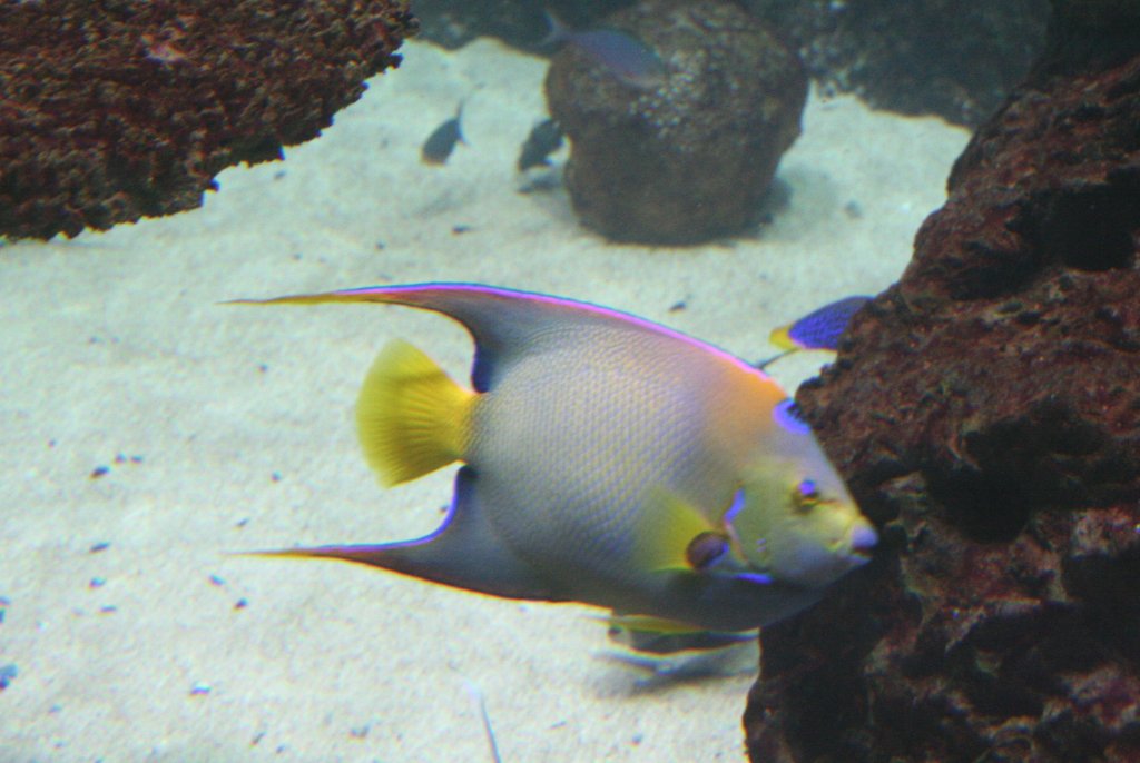 Knigin-Engelfisch (Holacanthus ciliaris) am 12.12.2009 im Aquarium des Berliner Zoos.