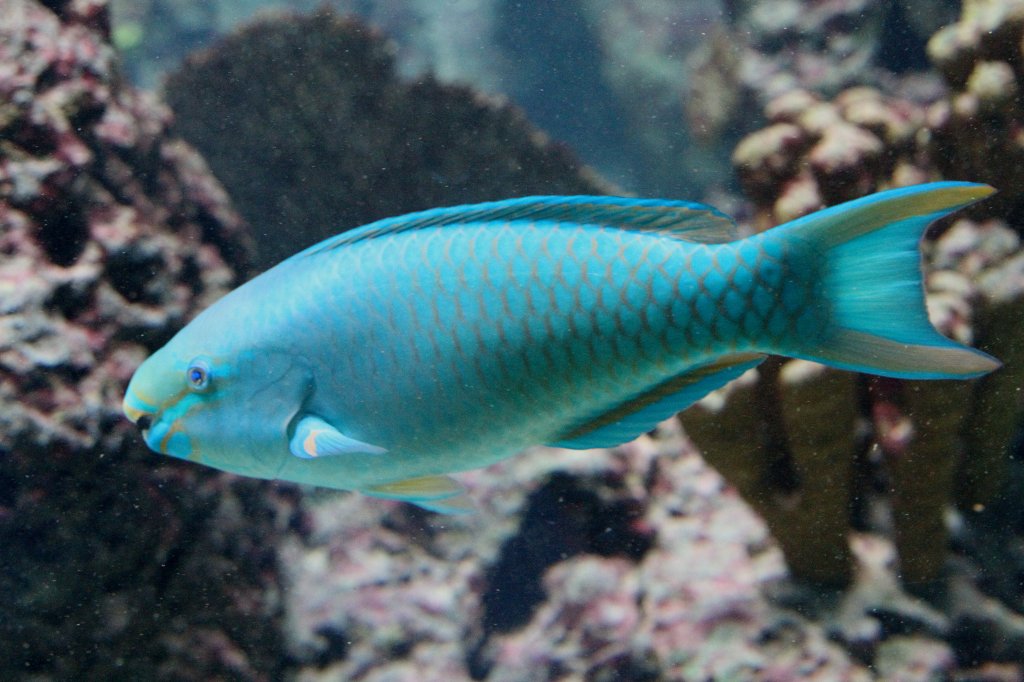 Knigs-Papageifisch (Scarus vetula) am 12.3.2010 im Zooaquarium Berlin.