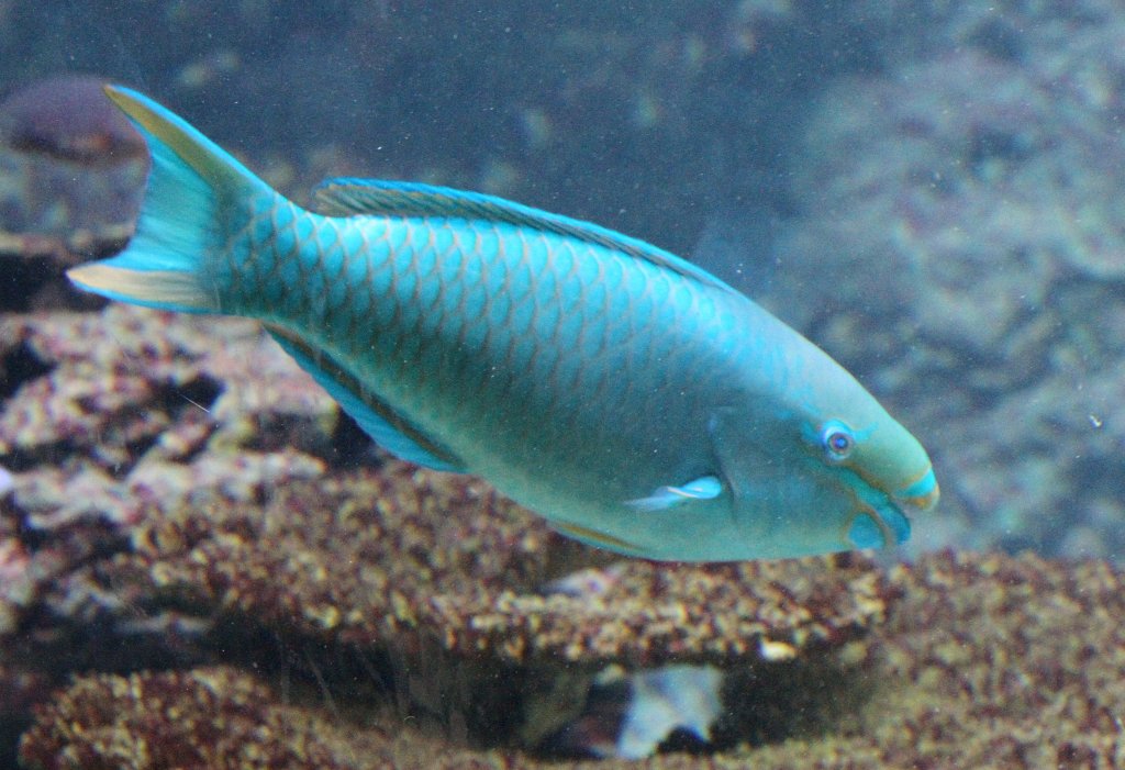 Knigs-Papageifisch (Scarus vetula) am 12.3.2010 im Zooaquarium Berlin.