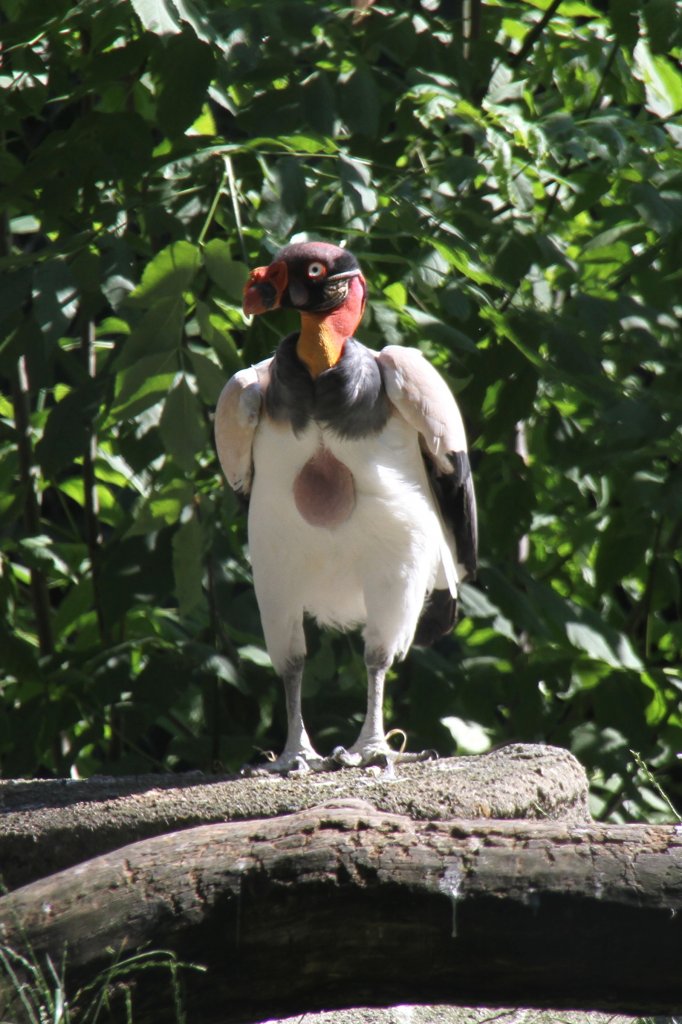 Knigsgeier (Sarcorhamphus papa) am 27.6.2010 im Leipziger Zoo.