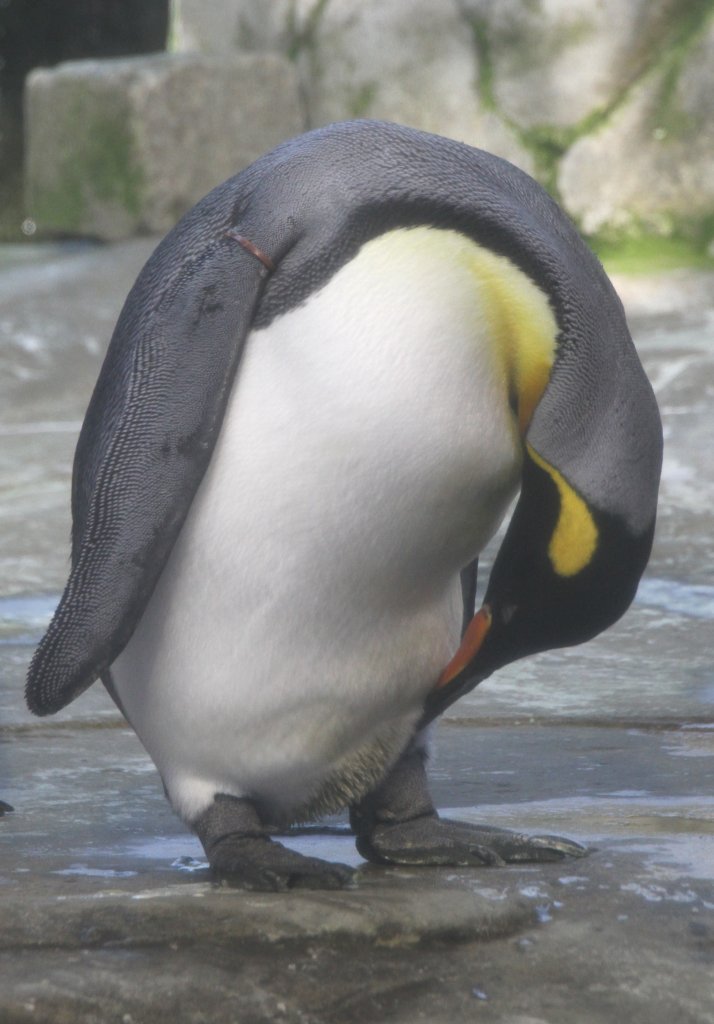 Knigspinguin (Aptenodytes patagonicus) beim Putzen. Zoo Berlin am 10.3.2010.
