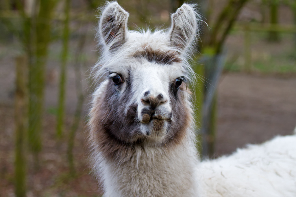 ,,Knnen diese Augen lgen”, gesehen im Tierpark Ueckermnde. - 08.04.20012