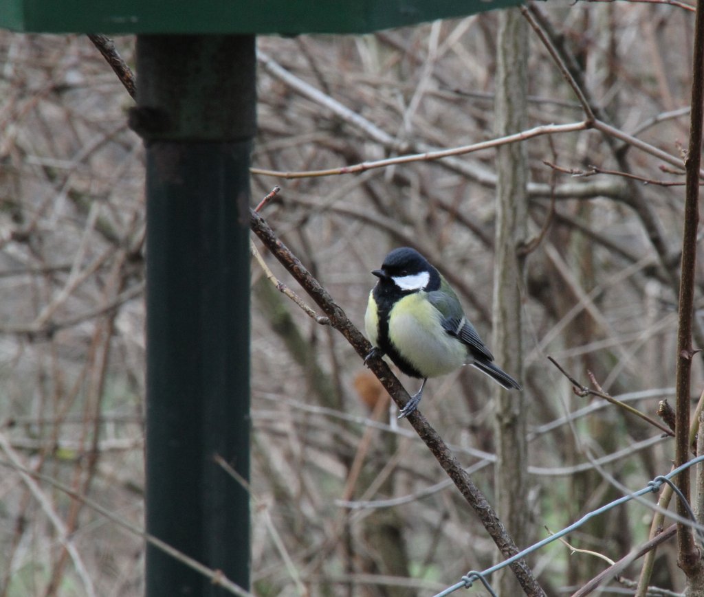 Kohlmeise (Parus major) beim Nhern ans Futterhuschen. Zoo Karlsruhe am 9.2.2010.