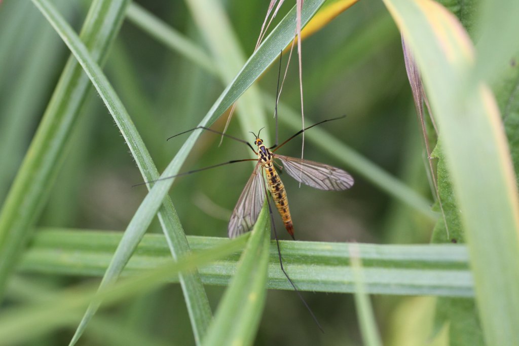 Kohlschnake (Tipula oleracea) am 23.6.2010 bei Kleinheringen.