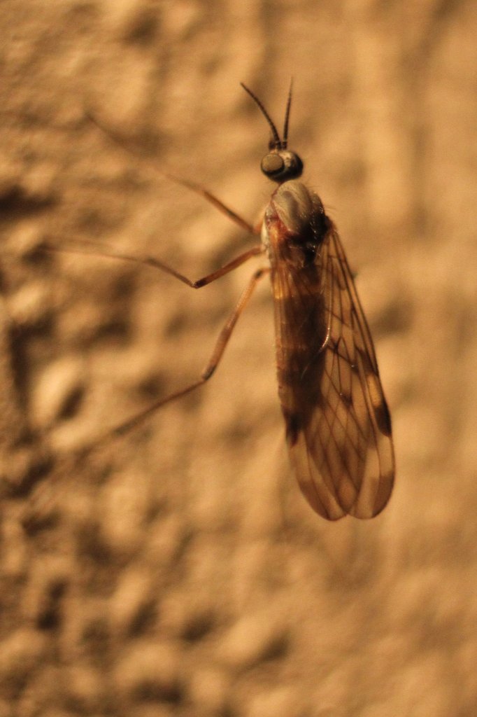 Kohlschnake (Tipula oleracea) in Offenburg.