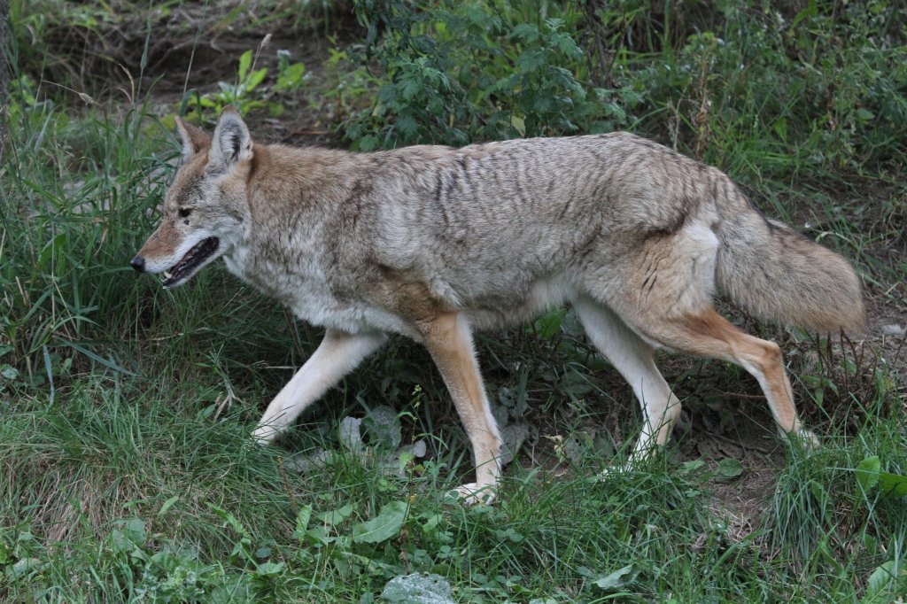 Kojote (Canis latrans) am 18.9.2010 im Zoo Sauvage de Saint-Flicien,QC.