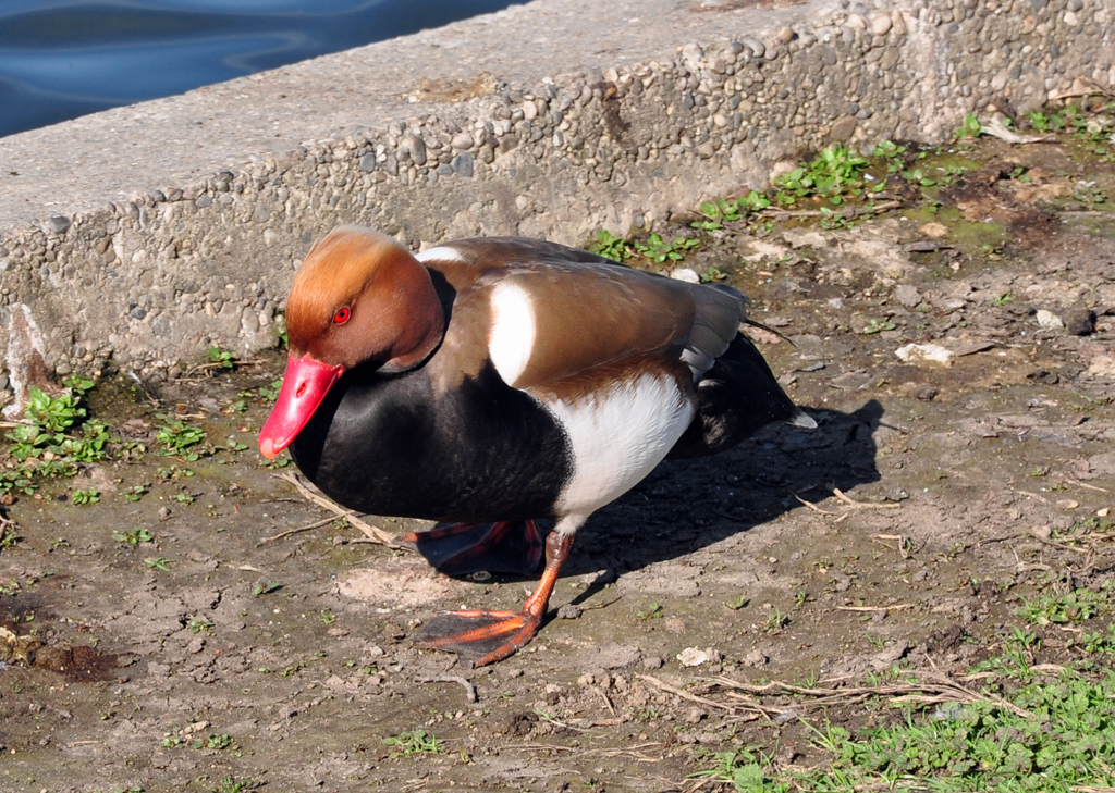 Diese Kolbenente schwimmt am 02.06.2013 im Bodensee vor ...