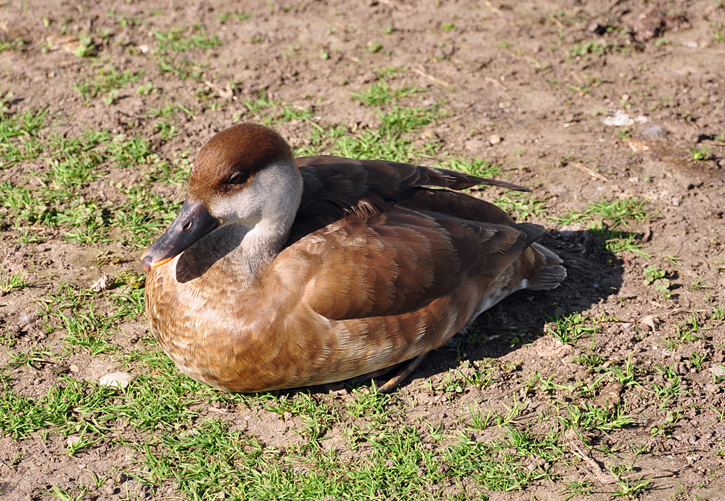 Kolbenenten-Weibchen am Nymphenburger Schloss - 28.04.2012