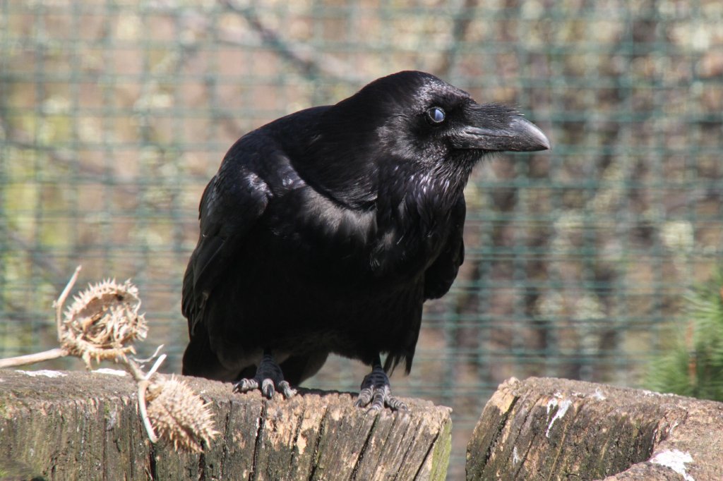 Kolkrabe (Corvus corax) im Tierpark Berlin.