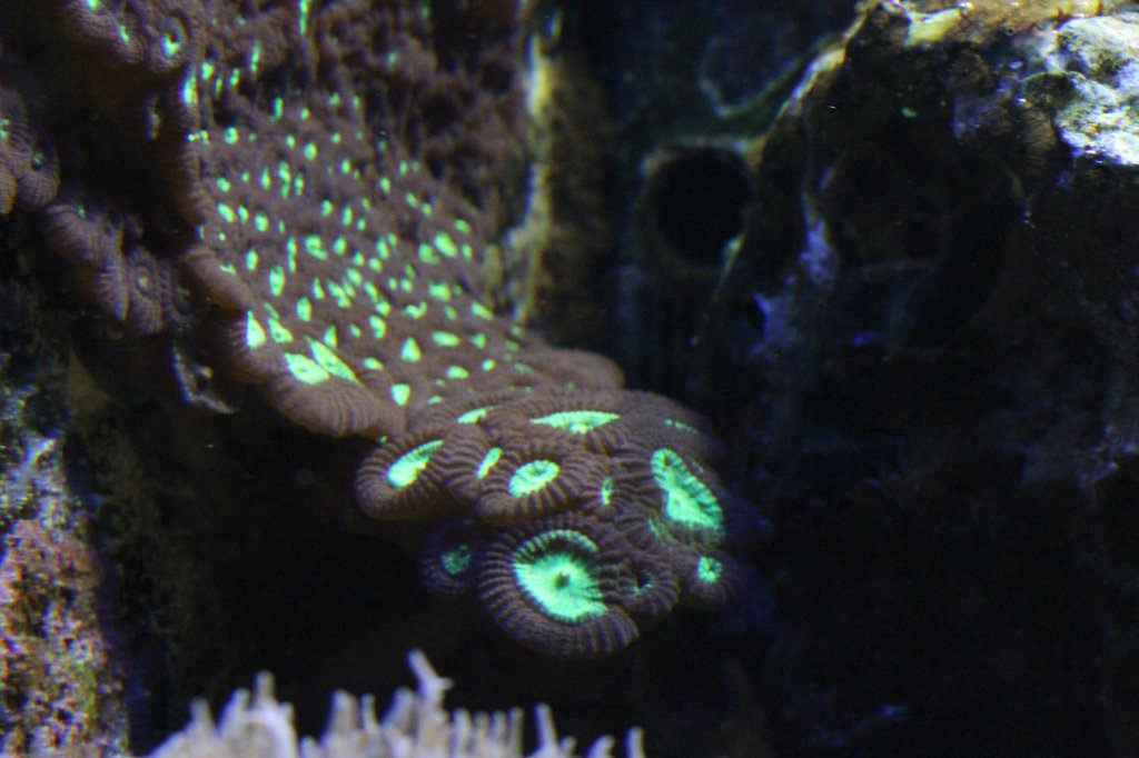 Kolonie Krustenanemonen der Gattung Zoanthus sp.? am 9.2.2010 im Vivarium Karlsruhe.