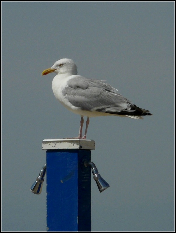 Komm mir nicht zu nah, sonst.....  Oostende am 11.08.2010 (Jeanny)