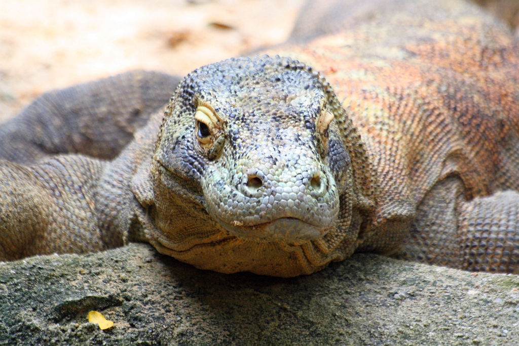 Komodowaran im Singapore Zoo am 11.Mai 2010.