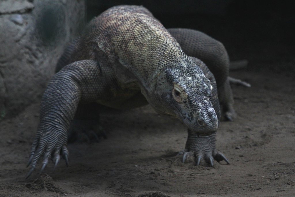 Komodowaran (Varanus komodoensis) am 13.9.2010 im Zoo Toronto.