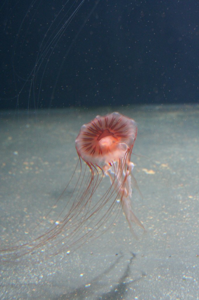 Kompassqualle (Chrysaora melanaster) am 12.12.2009 im Zoo-Aquarium Berlin.