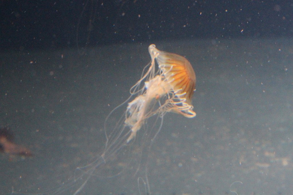 Kompassqualle (Chrysaora melanaster) am 12.3.2010 im Zooaquarium Berlin.