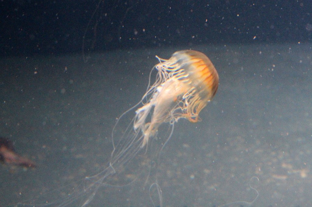 Kompassqualle (Chrysaora melanaster) am 12.3.2010 im Zooaquarium Berlin.