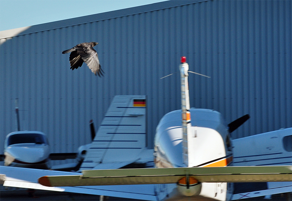 Konkurrenten auf dem Flugplatz Bonn-Hangelar. Ein Rabe berfliegt seine Blechkollegen - 30.09.2011