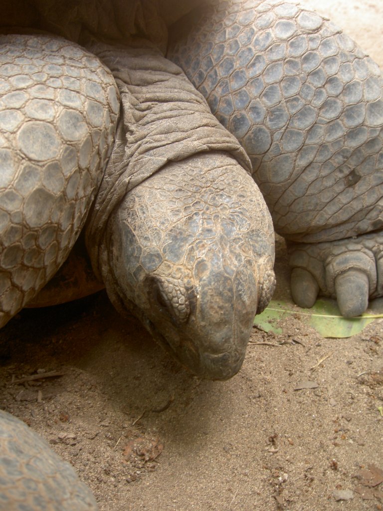 Kopf einer Aldabra-Riesenschildkrte (Aldabrachelys gigantea) im Park La Vanille auf Mauritius.