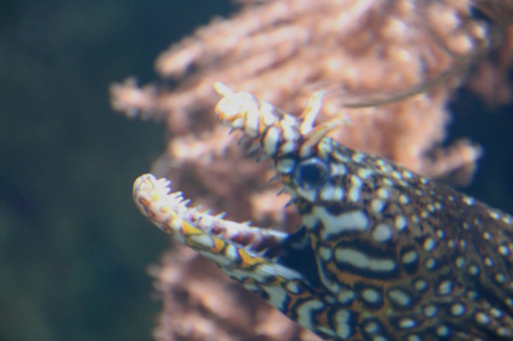 Kopf einer Drachenmurne(Enchelycore pardalis) am 12.12.2009 im Aquarium des Berliner Zoos. Da mchte man keine nhere Bekanntschaft mit den Zhnchen machen.