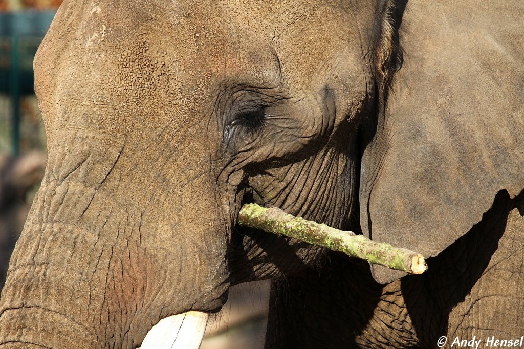 Kopf eines afrikanischen Elefanten.