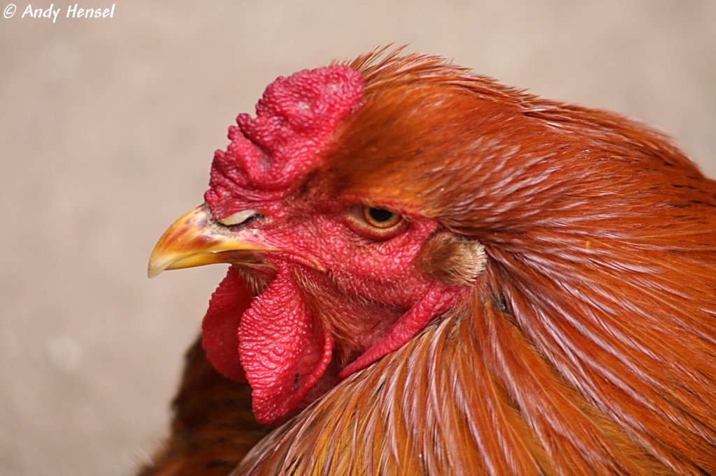 Kopf eines Brahma. Zoo Eberswalde