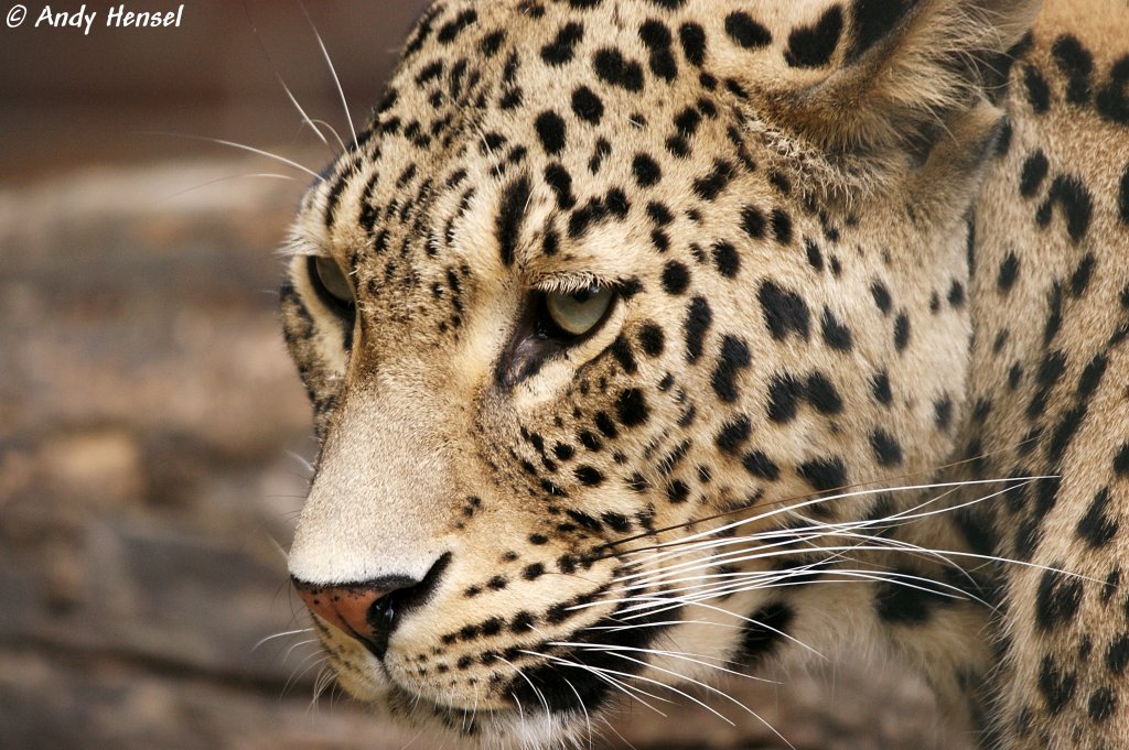 Kopf eines Leopards. Musste diese hohe Brennweite nehmen. Ansonsten htte ich Probleme mit dem Zaun gehabt.