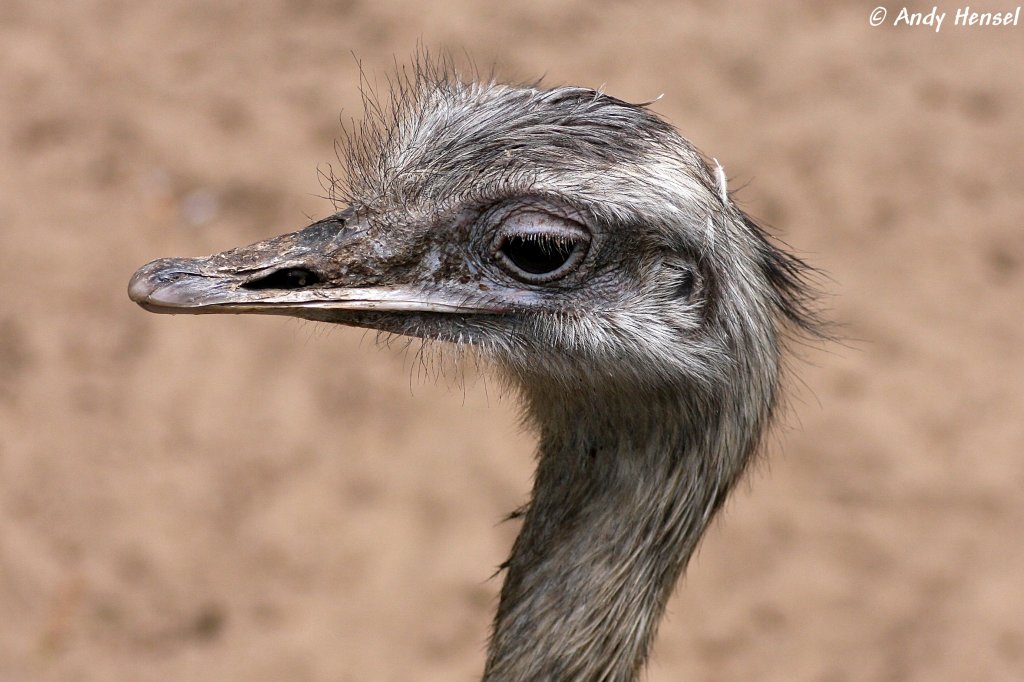 Kopf eines Nandu. Zoo Eberswalde