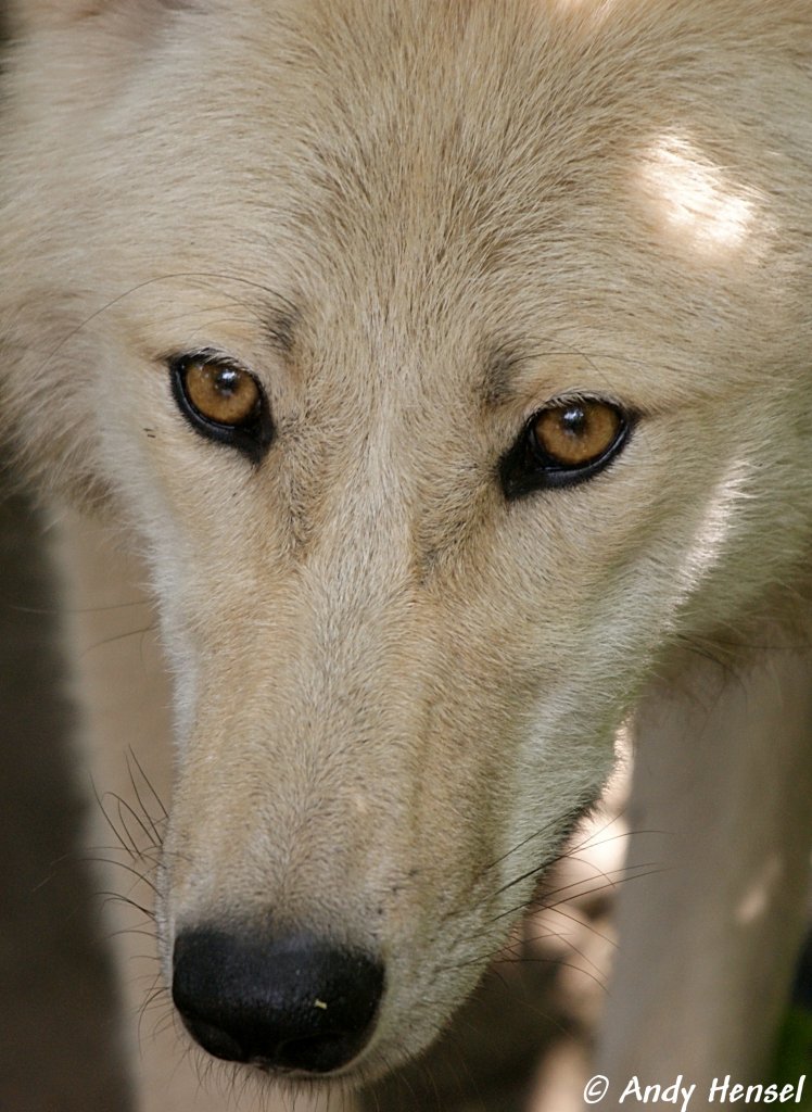 Kopf eines Polarwolfs