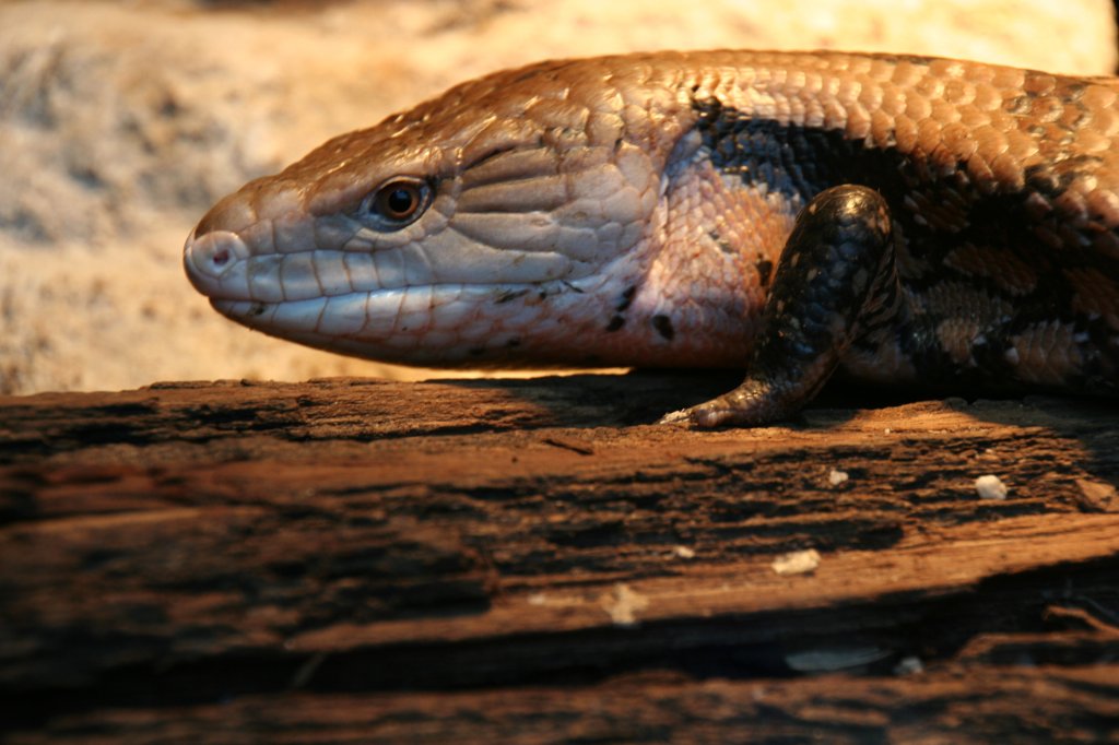 Kopf eines Riesenblauzungenskink (Tiliqua gigas gigas) am 7.12.2009 im Zoo Dresden. Hier wollte ich eigentlich die blaue Zunge aufnehmen, was mir aber durch das schlechte Licht und die Schnelligkeit der Zunge nicht gelang.