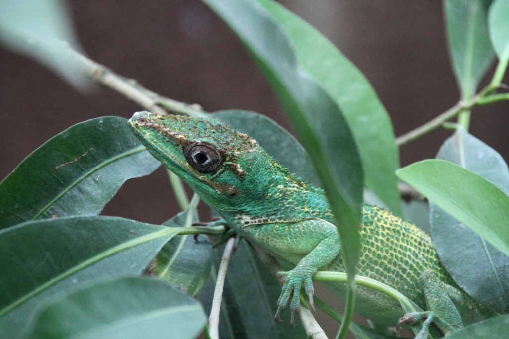 Kopf eines Ritteranolis (Anolis equestris) am 12.3.2010 im Zooaquarium Berlin.