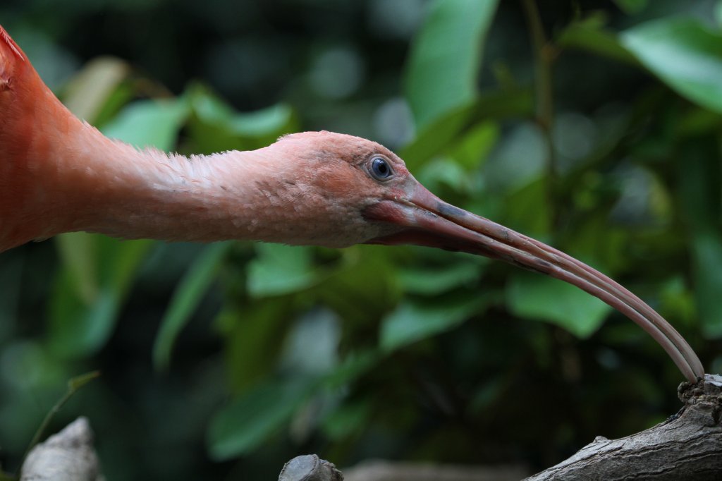 Kopf eines Scharlachsichlers (Eudocimus ruber) am 13.9.2010 im Toronto Zoo. 