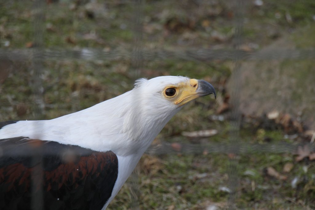 Kopf eines Schreiseeadlers (Haliaeetus vocifer) am 10.3.2010 im Zoologischen Garten Berlin.
 
