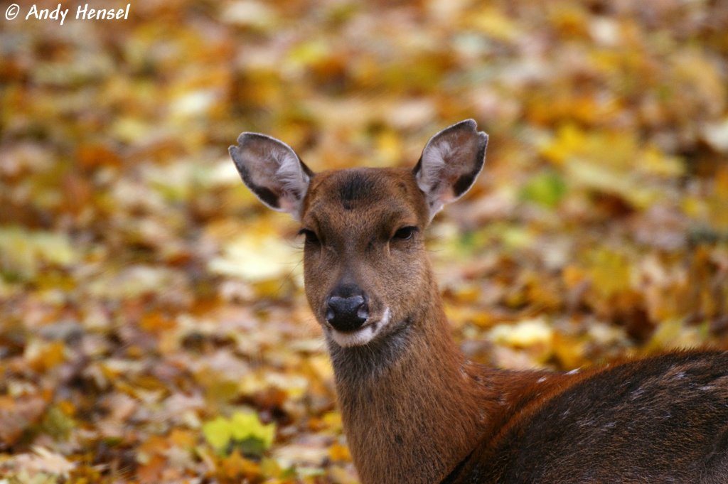 Kopf eines Sika-Weibchens.