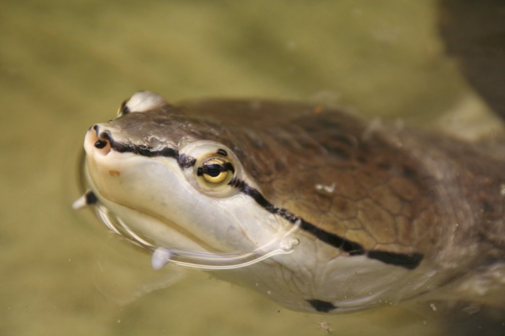 Kopf einer Hellen Krtenkopfschildkrte oder Froschkopf-Schildkrte (Phrynops hilarii) am 9.1.2010 im Tierpark Berlin.