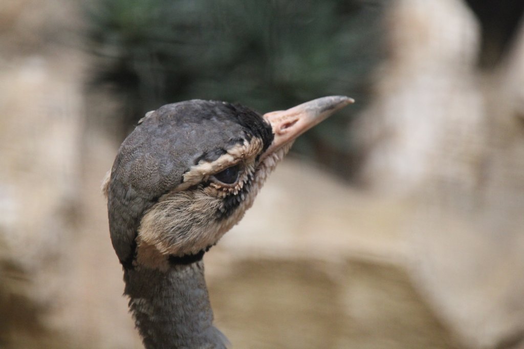 Kopf einer Senegaltrappe (Eupodotis senegalensis) am 25.2.2010 im Zoo Berlin.