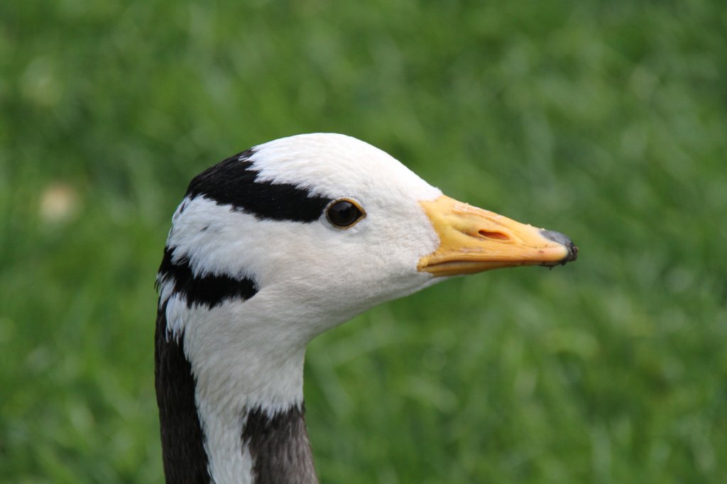 Kopf einer Streifengans (Anser indicus) am 14.4.2010 im Vogelpark Dielheim-Balzfeld.