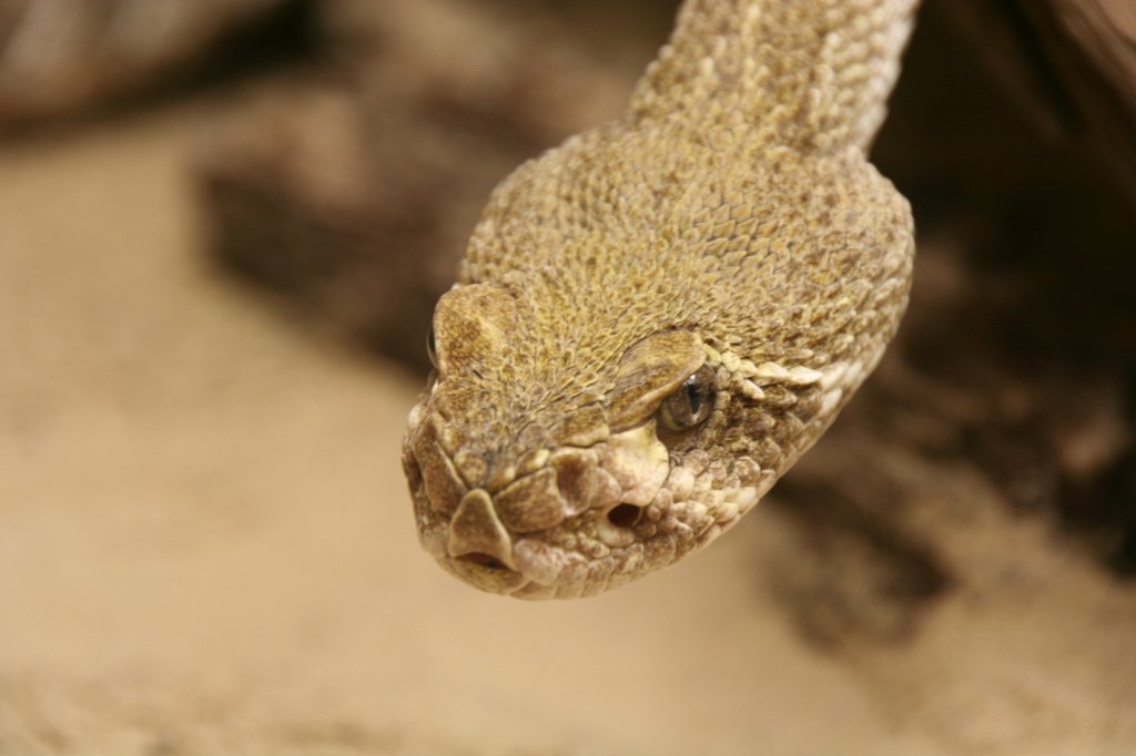 Kopf einer Texasklapperschlange oder Westliche Diamant-Klapperschlange
(Crotalus atrox) am 13.12.2009 im Tierpark Berlin.