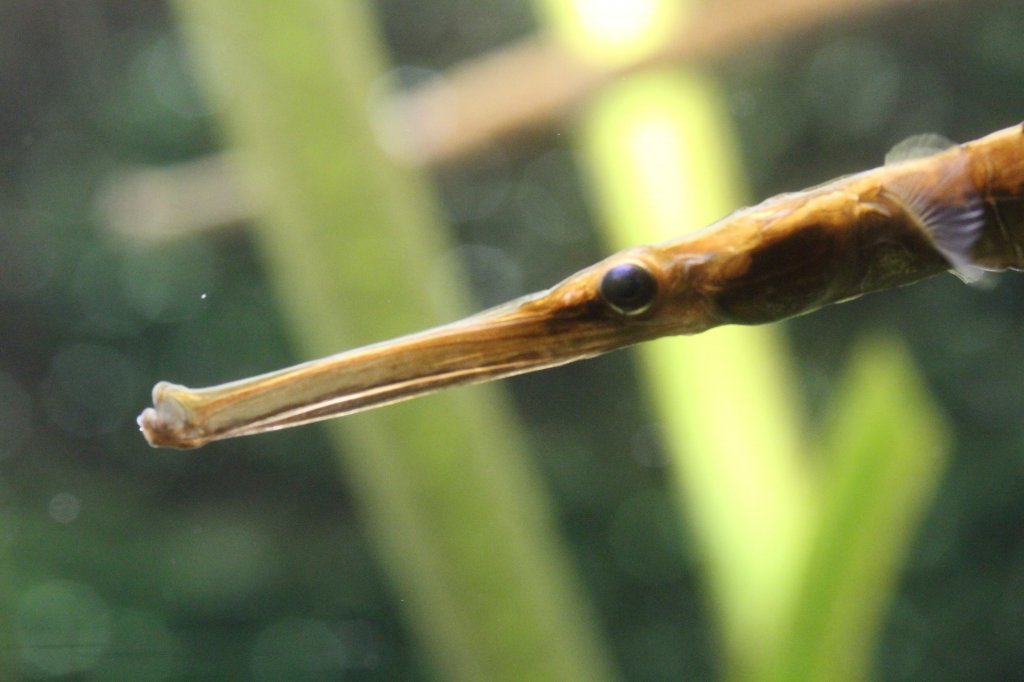 Kopfansicht einer Asiatischen Flussnadel (Doryichthys boaja) am 9.2.2010 im Vivarium Karlsruhe.