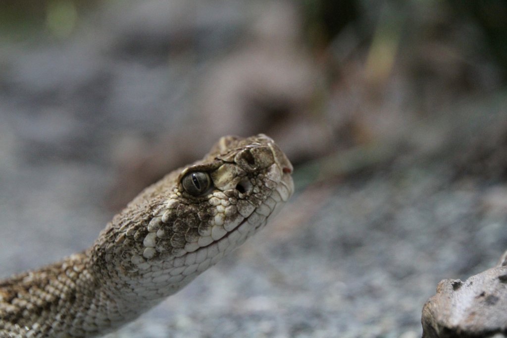 Kopfansicht eine Diamant-Klapperschlange (Crotalus adamanteus). Zooaquarium Berlin am 12.3.2010.