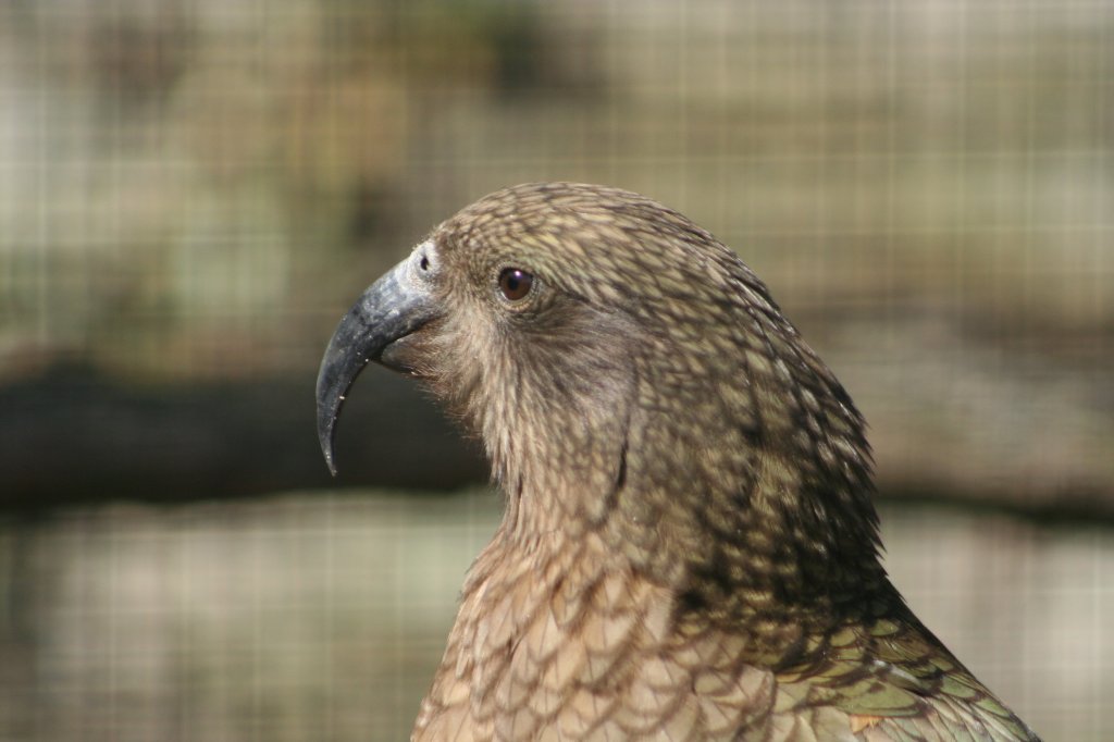 Kopfansicht von einem Neuseelndischen Papagei. Kea am 30.3.2008 in Stuttgart.