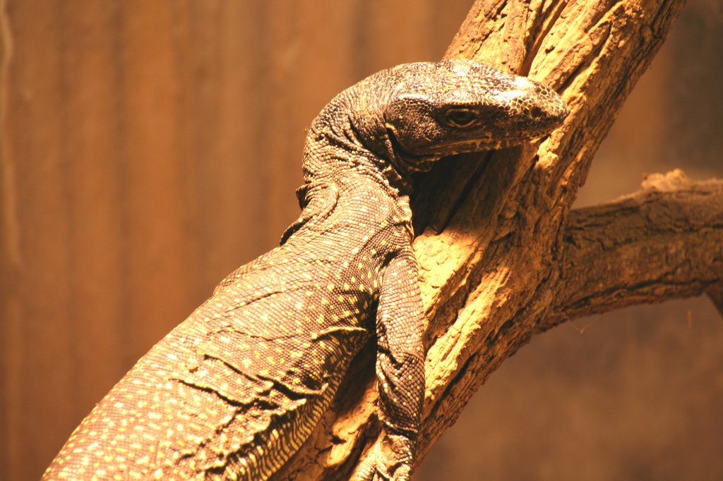 Kopfansicht eines Bauschwanzwaran oder Neuguinea-Waran (Varanus doreanus) am 13.12.2009 im Tierpark Berlin. 